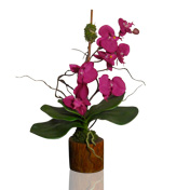Purple Willow